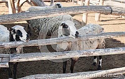 Flock of sheep of different suits in a pen for livestock, preparing to go out to pasture. Stock Photo