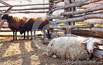 Flock of sheep of different suits in a pen for livestock, preparing to go out to pasture. Stock Photo