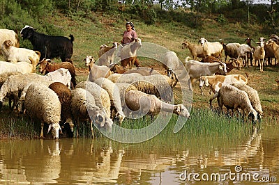 Flock of sheep drinking water Editorial Stock Photo