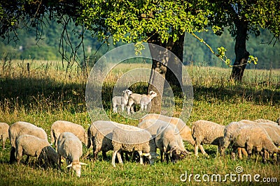 Flock of sheep Stock Photo