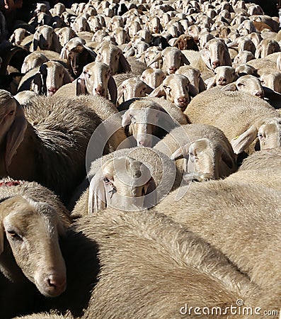 Flock of sheep Stock Photo