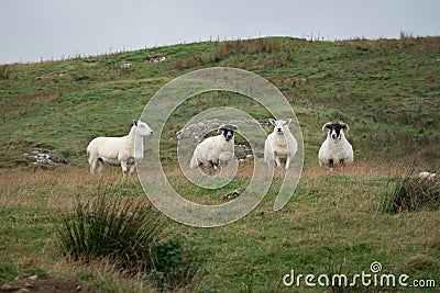 Flock of Sheep, Northern Ireland Stock Photo