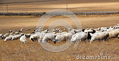 Flock of sheep in glassland in Inner Mongolia Stock Photo