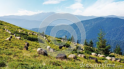 flock of sheep on grassy meadow Stock Photo