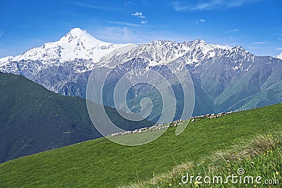 Flock of sheep grazes on the mountain slopes with a view of Mount Kazbek Stock Photo