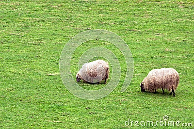 Flock of sheep grazing Stock Photo