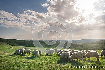 Flock of sheep grazing on beautiful mountain meadow Stock Photo