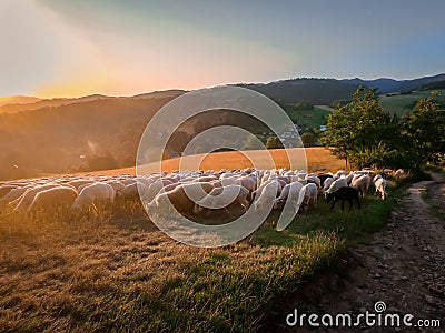 A flock of sheep in grazing field in the mountains at sunset. Stock Photo