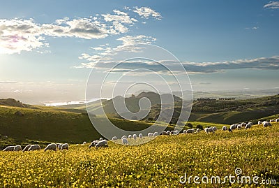 Flock of sheep grazing in flowered field Stock Photo