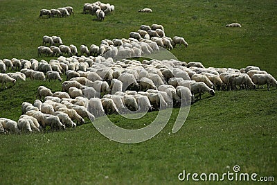 Flock of sheep grazing Stock Photo