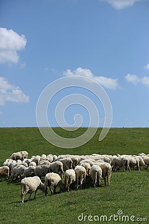 Flock of sheep grazing Stock Photo