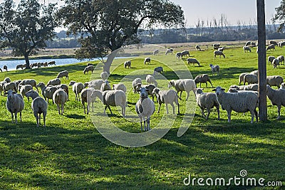 Flock of sheep grazing in the green field with holm oaks and a lake, on a sunny day Stock Photo