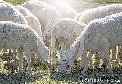 Flock of sheep grazing in a hill Stock Photo
