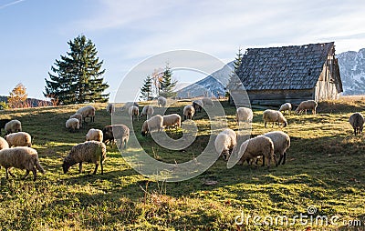 Flock of sheep grazing Stock Photo