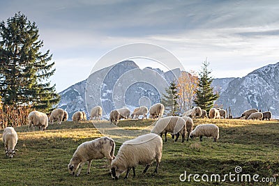 Flock of sheep grazing Stock Photo