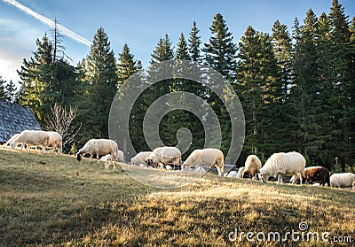 Flock of sheep grazing Stock Photo