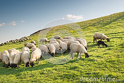 Flock of sheep grazing Stock Photo