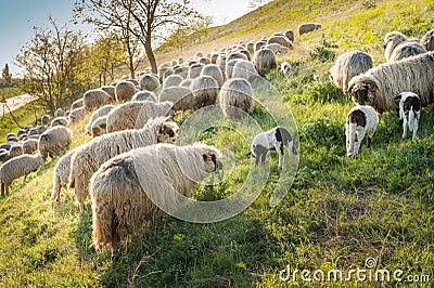 Flock of sheep grazing Stock Photo