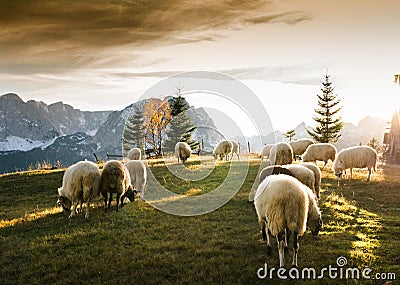 Flock of sheep grazing Stock Photo