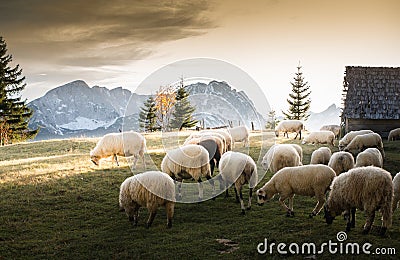 Flock of sheep grazing Stock Photo