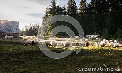 Flock of sheep grazing Stock Photo