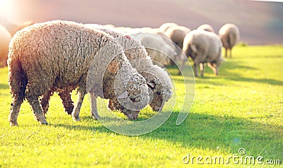 Flock of sheep grazing in a hill at sunset Stock Photo