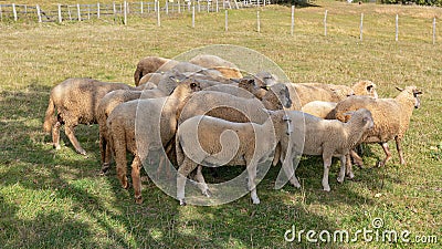 Sheep Under Shade Stock Photo