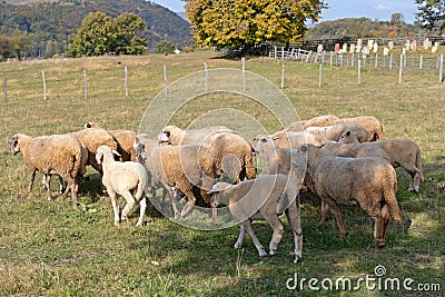Under Shade Sheep Stock Photo