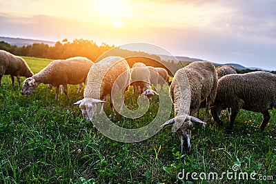 Flock of sheep grazing in a pasture Stock Photo