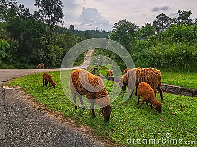 A flock of sheep grazing at the roadside Stock Photo