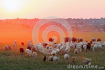 Flock of sheep grazing at sunset Stock Photo