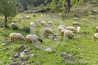 A flock of sheep grazing in turkey Stock Photo