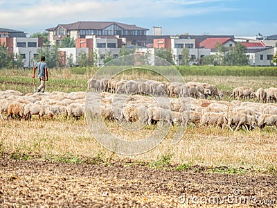 A flock of sheep grazing under the surveillance of the shepherd. Rural mountain landscape with sheeps on a pasture Editorial Stock Photo