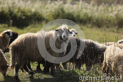 Flock of sheep on green grass. selective focus Stock Photo