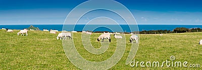 Flock of sheep Stock Photo