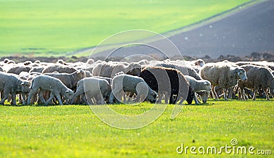 Flock sheep has one black goat as a part of their family Stock Photo