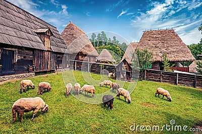 Flock of sheep in highland village. Stock Photo