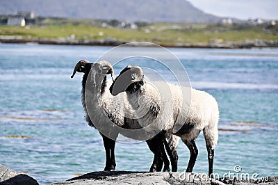 Flock of sheep, Ireland Stock Photo