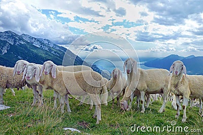 A Flock of Sheep in the Italian Alps Stock Photo