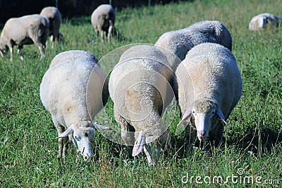 Flock of sheep kept biologically in a meadow Stock Photo