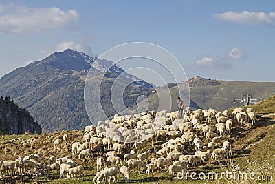 Flock of sheep in the Monte Baldo area Editorial Stock Photo