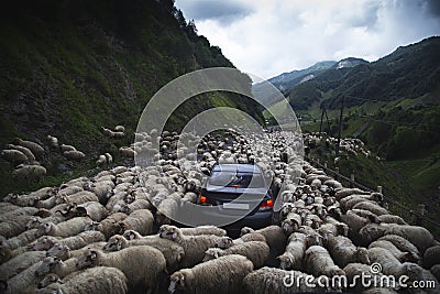 A flock of sheep on a mountain road formed a traffic jam. Stock Photo