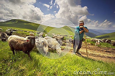 A flock of sheep on a mountain Editorial Stock Photo