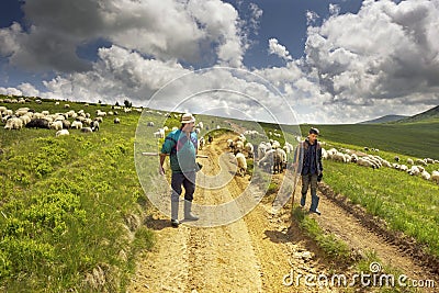 A flock of sheep on a mountain Editorial Stock Photo