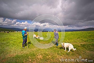 A flock of sheep on a mountain Editorial Stock Photo