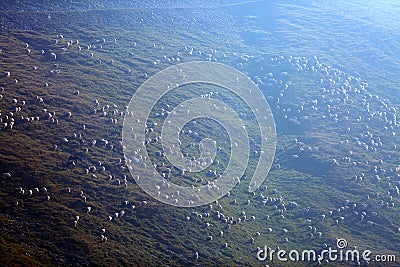 Flock of sheep Stock Photo