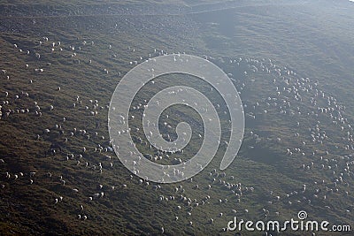 Flock of sheep Stock Photo