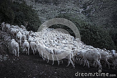 Flock Of Sheep Stock Photo