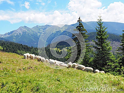 Flock of sheep in mountains :Tatry. Stock Photo