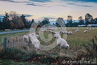 Flock of sheep in New Zealand Stock Photo